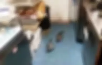 Bersarang di Kedai Sushi, Ini Video Sepasang Penguin yang 'Dirazia' oleh Polisi