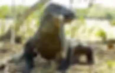 Komodo memakan monyet.