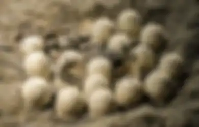 Berusia 66 Juta Tahun, Sarang Telur Dinosaurus Ini Ditemukan oleh Bocah yang Awalnya Tak Sengaja Temukan Fosil Telur