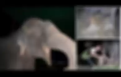 Dirantai dan Disiksa Selama 50 Tahun, Ini Video Reaksi Gajah Saat Dibebaskan