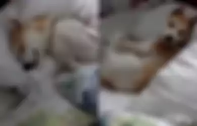 Hindari Dokter Hewan, Lucunya Video Anjing yang Pura-pura Mati Saat Dibangunkan Pemiliknya