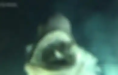 (Video) Detik-detik Menegangkan Saat Penyelam Berhadapan dengan Hiu Raksasa di Kedalaman Laut