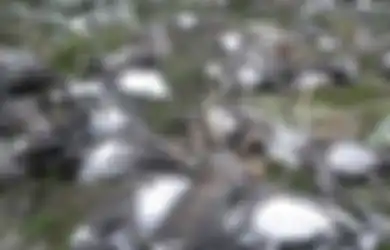 200 Rusa Ditemukan Mati di Kutub Merupakan Dampak Perubahan Iklim yang Meluas
