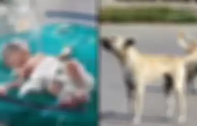 Ibu Buang Buah Hatinya ke Selokan, Video Ini Tangkap Momen Dua Anjing Liar Selamatkan Bayi Itu