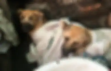 Telusuri Jejak Bisnis Daging Anjing di Jateng : Sehari Sekitar 800 Ekor Anjing Dikonsumsi