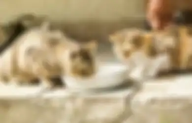 Merasa Kesepian dan Rutin Beri Makan Kucing Liar, Nenek 79 Tahun Dijatuhi Hukuman Penjara