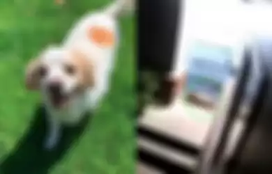 Terperangkap Kantong Pembungkus Makanan, Kucing Ini Pasti Tak Menyangka Nasibnya Tak Berakhir Tragis Setelah Diselamatkan Anjing, Lihat Videonya!