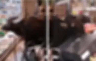 (Video) Segerombol Sapi Menerobos Masuk Supermarket dan Makan Semua Buah Serta Sayuran, Para Pengunjung Hanya Menontonnya