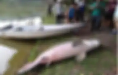 Penemuan ikan besar asal Amazon di sebuah danau di Sabah, Malaysia