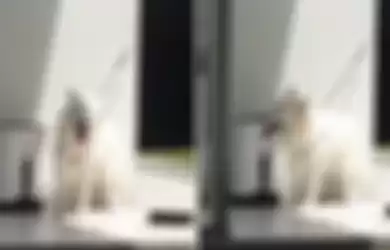 VIRAL Anjing Ditinggal Kepanasan Sendirian dan Tak Bisa Duduk karena Talinya Terlalu Pendek