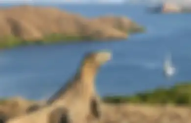 Mati-matian Diberi Label Wisata Murah, Pulau Komodo Justru Tak Direkomendasikan Gara-gara Dianggap Terlalu Murah