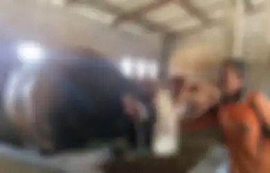 Andi Tak Menyangka Sapi 1,4 Ton yang Ia Tawarkan Lewat WhatsApp Dibeli oleh Jokowi untuk Kurban