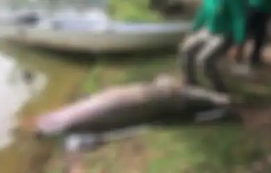 Ikan Raksasa Sebesar Buaya Ditemukan Mati Mengambang di Malaysia, Rupanya Asal-usul Ikan Ini Mengejutkan