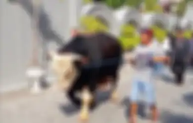 Penampakan 9 Sapi Kurban Milik Presiden Jokowi, Tidur di Karpet Hitam Seharga Rp2 Juta Hingga Seberat 1,2 ton