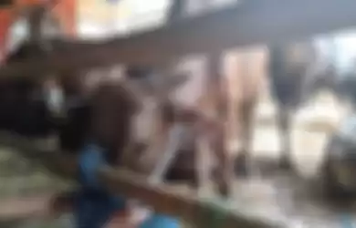 Penampakan sapi yang sempat kabur dari masjid dan berlarian ke pemukiman warga. Kini kondisi sapi sudah terkendali, Sabtu (10/8/2019)