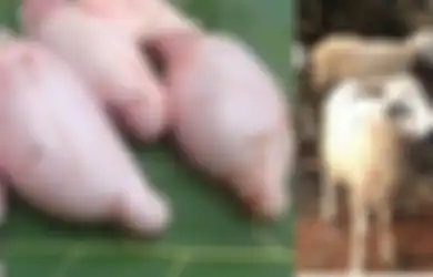 Khasiat Torpedo Kambing, Benarkah Seperti yang Selama Ini Beredar di Masyarakat?