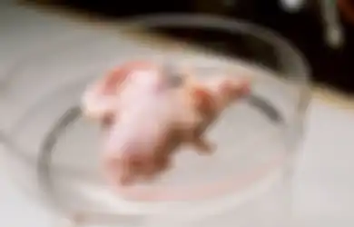Dari Manusia-Monyet hingga Manusia-Tikus, Inilah 5 Eksperimen Chimera yang Pernah Diciptakan Sains