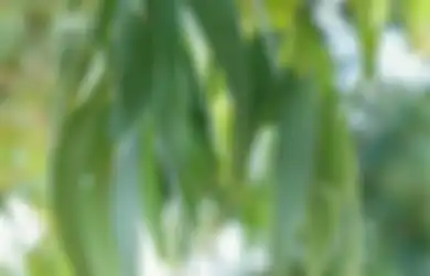 Tidak Hanya Minyaknya, Daun Kayu Putih pun Bisa Meringankan Gejala Pilek dan Manfaat Kesehatan Lainnya