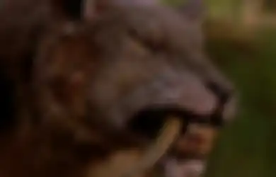 Miliki Taring Tajam Seperti Pedang, Ini yang Terjadi Kala Kucing Purba Sedang Sakit Gigi