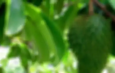 Beruntung Kalau Punya Pohon Sirsak di Rumah, Rupanya Gunakan Daun Sirsak Setiap Hari Ampuh Basmi Penyakit Mematikan Ini, Tapi Ingat Efek Sampingnya Juga!