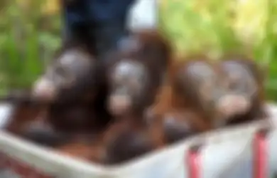 Tak Hanya Manusia, Ternyata Orangutan Pun Merasakan Manfaat Bajakah, Tanaman Penyembuh Kanker dari Kalimantan Tengah