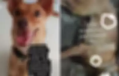 Viral aksi penembakan anjing secara brutal dengan senapan angin di Tangerang