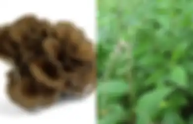 Tak Hanya Bajakah dan Tanaman Herbal Lainnya, Jamur Maitake dan Daun Tangguh pun Bisa Menggempur Kanker