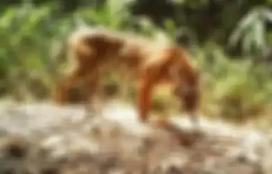Seekor harimau sumatera terekam melalui kamera jebak. Harimau sumatra salah satu fauna Indonesia
