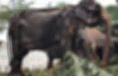 Kisah Lengkap Gajah Tikiiri, Tubuhnya Kering Kerontang hingga Hampir Mati, Ternyata Beginilah Kondisinya