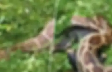 Langka, Beredar Video Ular Python Muntahkan Seluruh Tubuh Anjing yang Telah Dimangsanya