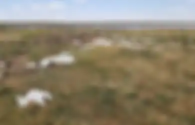 Lebih dari 11.000 Burung Berjatuhan dari Langit, Bangkai Busuknya Dikhawatirkan Dapat Sebar Penyakit
