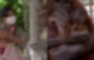Hari Orangutan Sedunia, Video Ini Tunjukkan Momen Mengharukan Pertemuan Ibu Orangutan dengan Bayinya