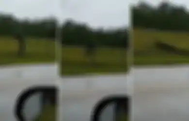 Peringatan untuk Pengelola Kebun Binatang, Video Ini Buktikan Bahwa Buaya Memang Benar Mahir Memanjat