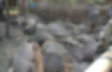 Seorang Warga dan 19 Kerbau Disambar Petir Bersama, Semua Kerbau Lalu Dikubur dalam Satu Lubang, Ini Foto-fotonya