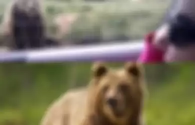 Seorang Wanita Lambaikan Tangan Selamat Tinggal ke Beruang, Video Ini Tampilkan Respon Tak Terduga dari Hewan Besar Itu