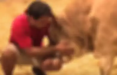 Siap-siap Menangis! Video Ini Tampilkan Kisah Hewan yang Bertahun-tahun 'Dikurung' Akhirnya Dibebaskan