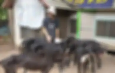 Gambar Mengerikan Anjing Seperti Kerangka Hidup Setelah Pemiliknya Alami Hal Ini