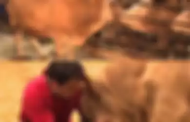 Siap-siap Menangis! Video Ini Tampilkan Kisah Hewan yang Bertahun-tahun 'Dikurung' Akhirnya Dibebaskan