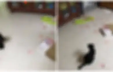 Berkat Kucing Peliharaannya, 'Rahasia' Sang Suami di Dalam Kotak Akhirnya Diketahui Istrinya