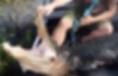 Berburu di Malam Hari, Buaya Sepanjang 3,5 Meter Serang Pria Ini dan Seret ke Dalam Rawa, Lengannya pun Terluka
