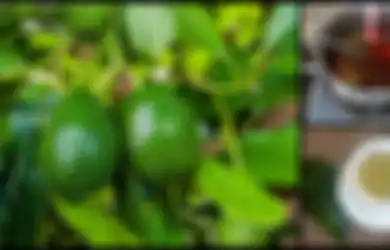 Jadikan Teh dan Konsumsi Daun Alpukat Setiap Hari, Salah Satu Manfaatnya Dapat Mencegah Kanker!