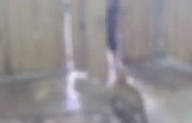 Pintu Kandang Dibiarkan Terbuka, Macan Tutul Ini Buat Onar dengan Menerkam Balita Hingga Alami Patah Tulang Pipi