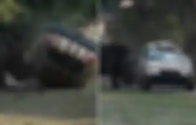 Masuk Taman Safari dengan Mobil dan Bertemu Badak yang Sedang Mengamuk, Maka Beginilah Jadinya