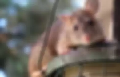 Ilustrasi tikus