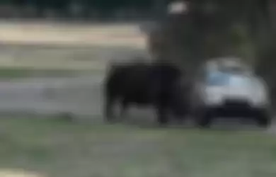 Serangan badak kepada penjaga taman safari