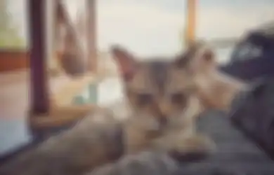 Berita Baik untuk Pecinta  Kucing, Ternyata Pelihara Kucing Bisa Cegah Serangan Jantung dan Stroke