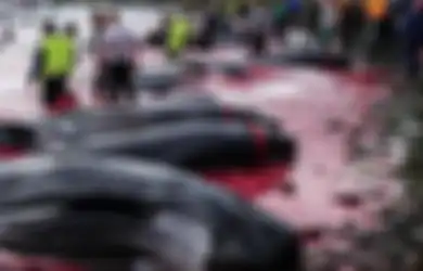 600 'Makhluk Tak Berdosa' Terbunuh Tahun Ini, Laut di Kepulauan Faroe Berwarna Merah Bersimbah Darah