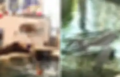 Miris, Seekor Lumba-lumba Mati di Tengah Pertunjukan Saat Melakukan Atraksi di Hadapan Penonton
