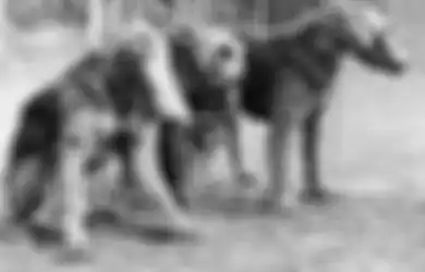 Kisah PD II: 400.000 Hewan Peliharaan Dibunuh Akibatkan Populasi Tikus Meningkat dan Harga Anakan Kucing Melejit Mahal, Padahal Serangan Gas Tak Pernah Terjadi