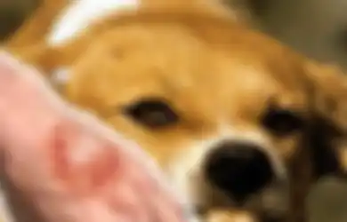 Kasus PRT Digigit Anjing Majikan Hingga Tewas, Ini 4 Kasus Manusia Tewas Digigit Anjing Lainnya, Ada yang Tersisa Tengkorak Kepala Saja